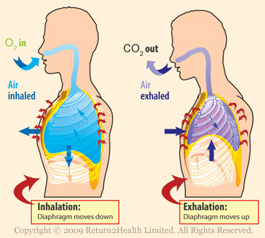 How is inhalation in humans achieved?