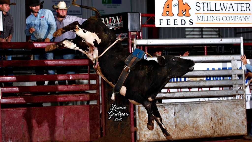 Karley Page's bull #5B- winning the Youth Futurity. Photo by Gautreau