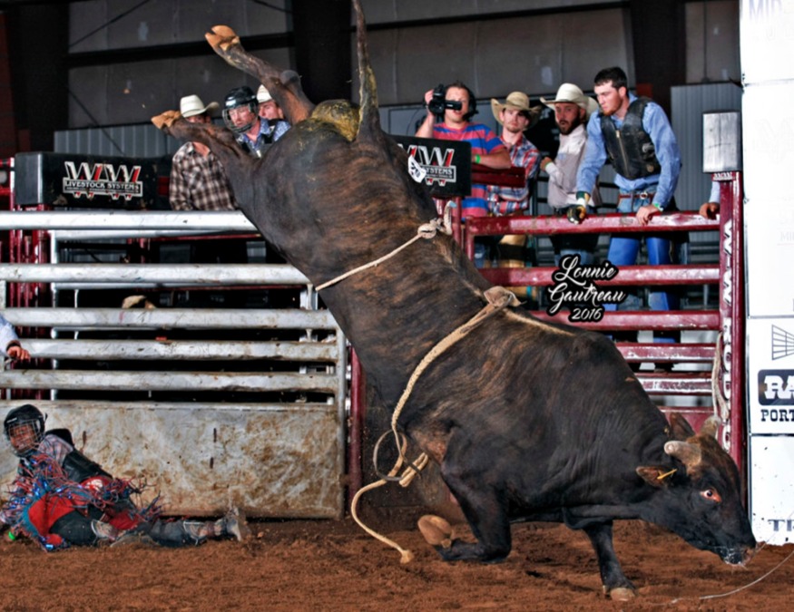 D&H Cattle/OK Corralis/Gordon bull #255 Organized Crime winning the Classic with a 91.75 point score. Photo by Gautreau